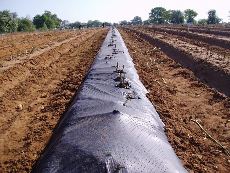 Špargľové pole prikryte čiernou fóliou, aby špargľa zostala biela špargľa-rastúci-záhon-čierna-fólia-krycia-rastlina-rastúca-piercing