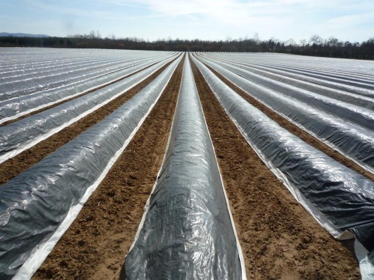 Špargľové polia izolovajte od slnečného žiarenia fóliou špargľa-pestujúca-špargľa-pole-fólia-čierna-zem-zuechten-Darmstadt