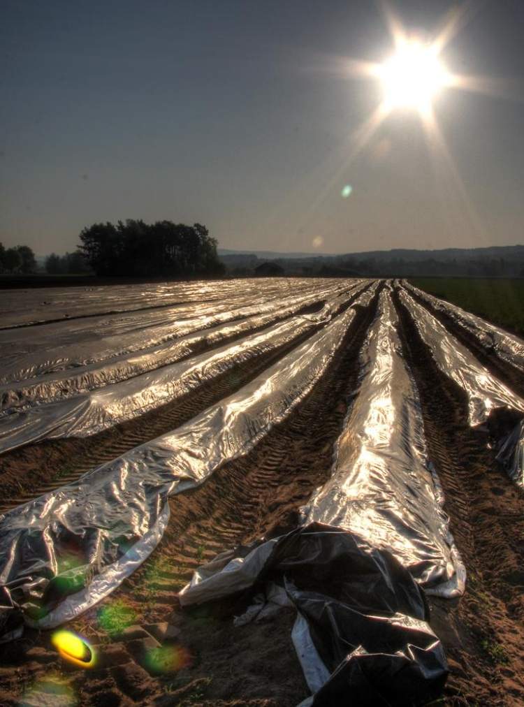 Špargľa potrebuje veľa slnka špargľa-pestovanie-zber-pestovanie-pestovanie-pole-zem-