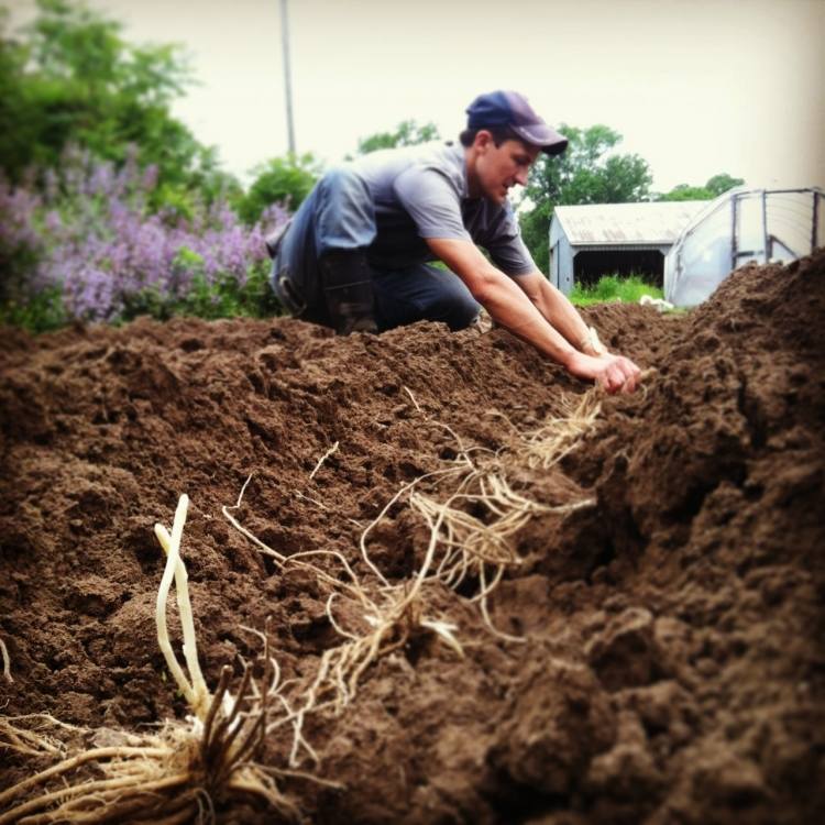 Pestovanie špargle v záhrade špargľa-rastúce-biele-korene-ruka-človek-zemské lôžko-lôžko špargle