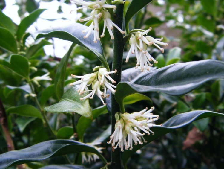 sarcococca humilis odtieň kvet biele rastliny biela záhrada