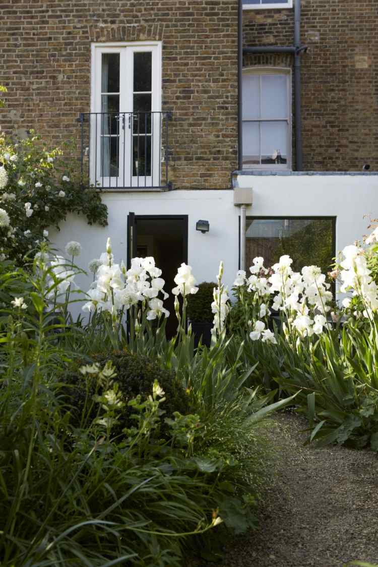 sheila jack biela záhrada výška kvetina forma trávy drevitá biela kvitnúce trvalky