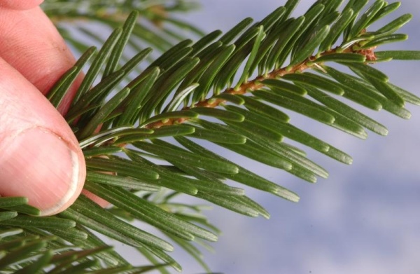 jedľa výber čerstvých zelených radostí vyberte si tipy na čerstvé zelené jedle z jedle