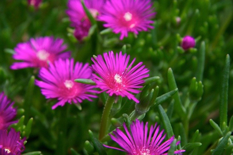 Ľadová rastlina je trvalo kvitnúca pôdopokryvná rastlina