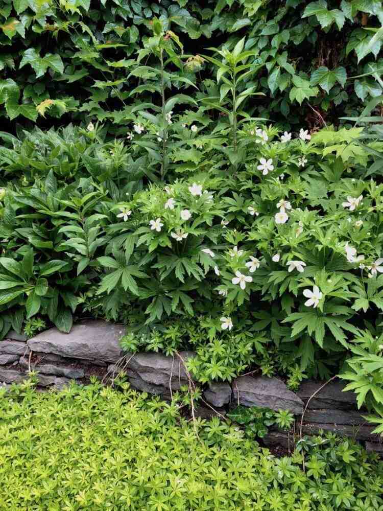 kanadské sasanky lesné v záhrade zemný kryt pre záhradnú stenu