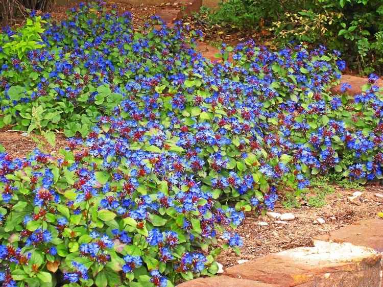 Tipy (1) Ktorý pôdny kryt teraz kvitne