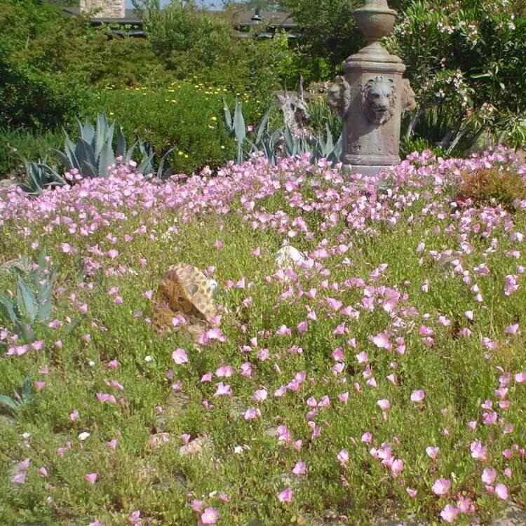 ružový pupalkový pôdny kryt dlho kvitnúci
