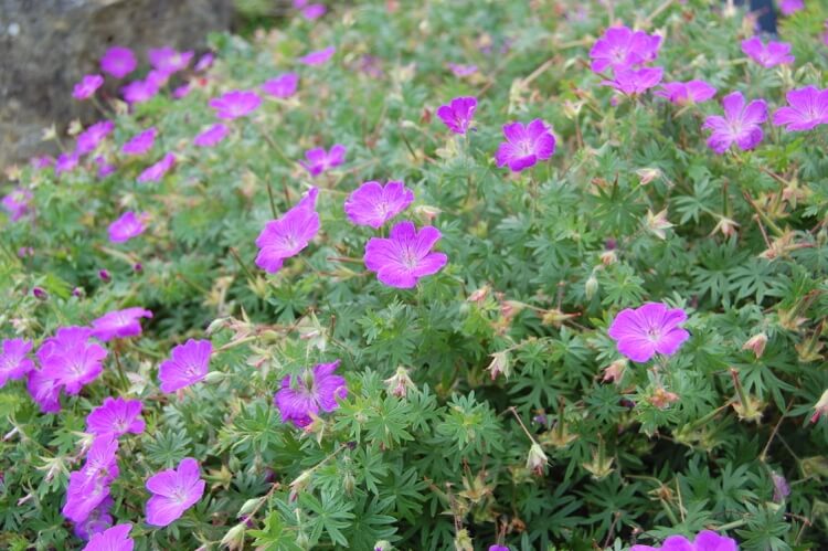 Crimson cranesbill tipy na nápady pre pôdny pokryv
