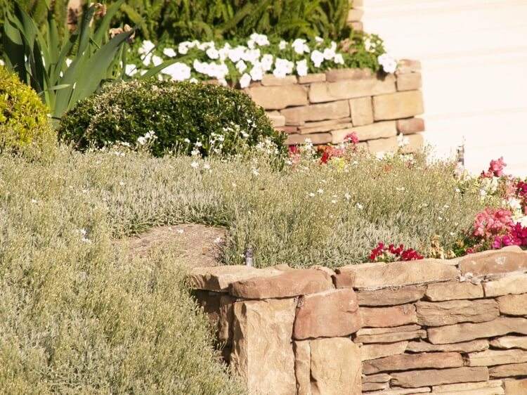 Fuzzy hornwort teraz kvitne v bielom