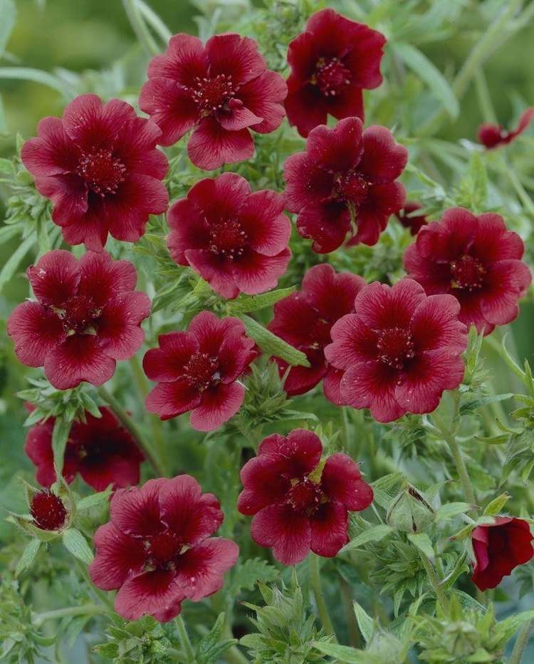 Červený cinquefoil zemný kryt