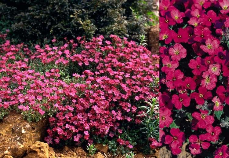 Prehľad odrôd byliniek z červeného kameňa