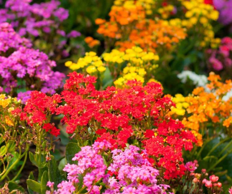 Udržujte pôdopokryvné červeno modré vankúše a ktoré odrody