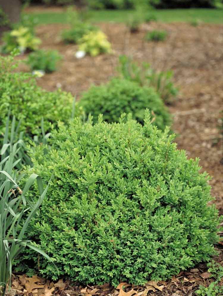 Bežná odroda odolná voči boxu North Star