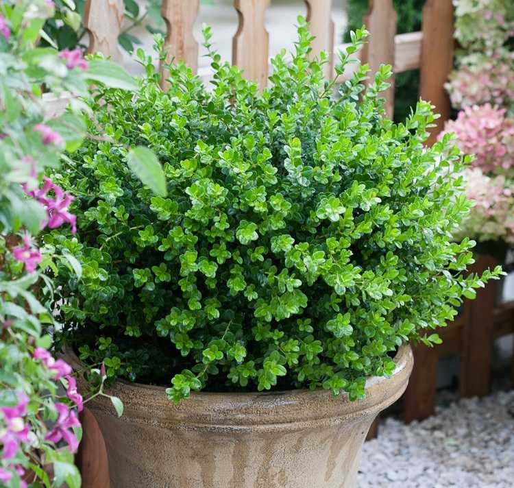 Malolistý zimostráz nízke odrody Sprinter