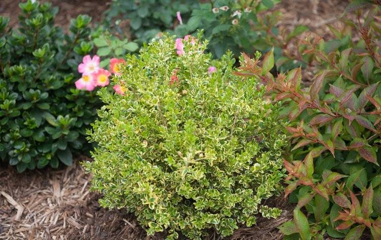 Japonský snubný prsteň nízkych odrôd