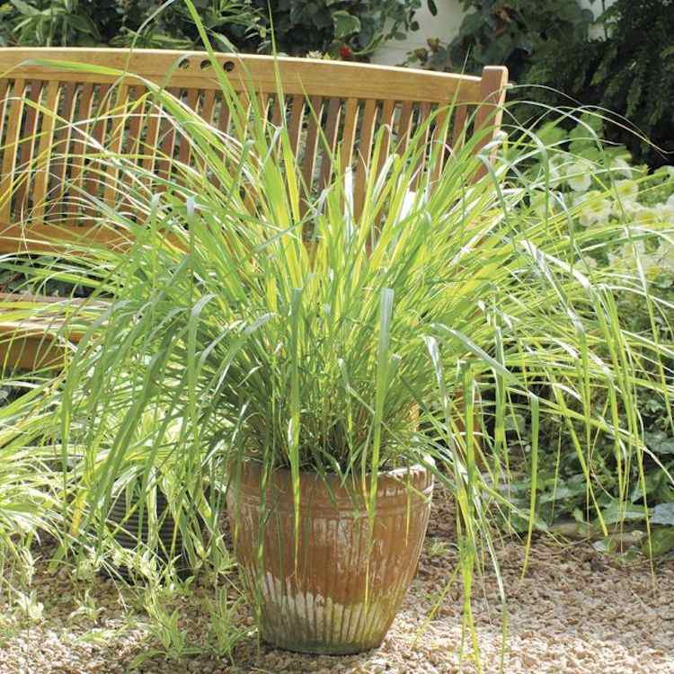 Citrónová tráva Citrónová tráva vo vedrách proti komárom na terase