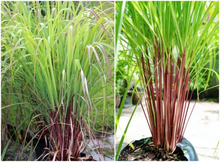 Rastlina citronely Cymbopogon nardus