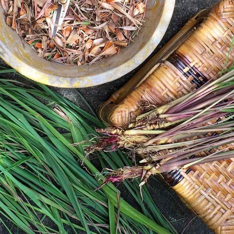 Citronella sa pestuje predovšetkým na výrobu citronelového oleja