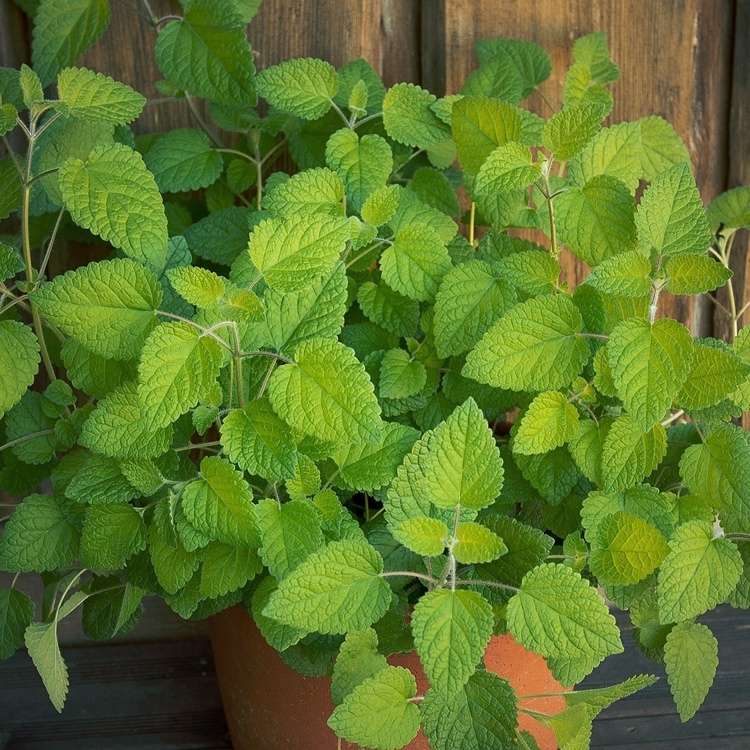 Medovka lekárska v kvetináči na balkóne