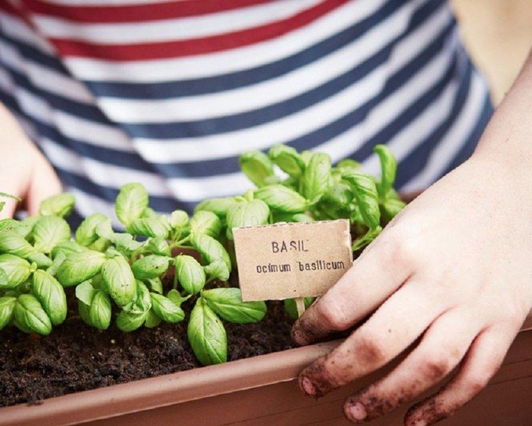 Bazalku vysaďte do okenných boxov proti komárom