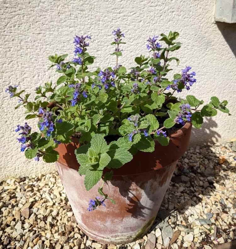 Catnip vo vedre vonku