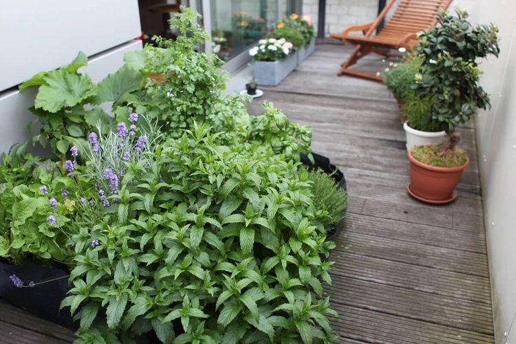 Mäta pieporná Mentha x piperita na balkóne proti komárom