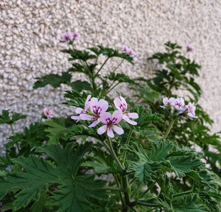 Voňavé pelargónie proti komárom