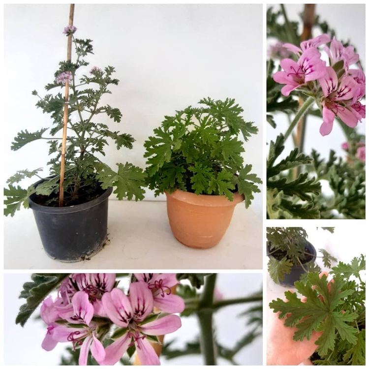 Voňavé pelargónie proti komárom na balkóne