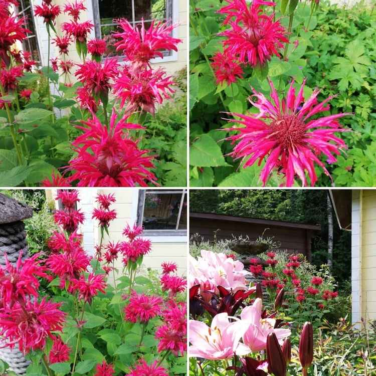 Kvitnúca trvalka, ktorá drží komáre mimo terasy