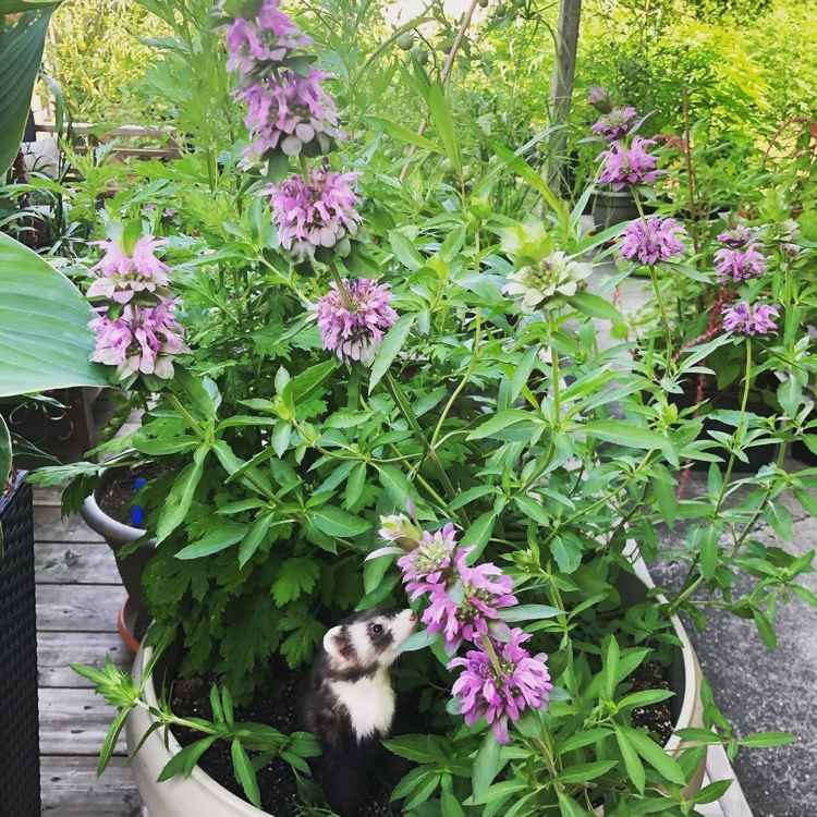 Citrón Monarde vo vedre na terase proti komárom