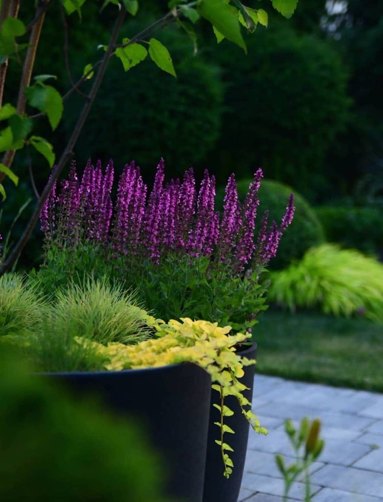 Šalviové kvety proti komárom na terase