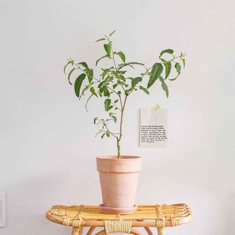 Rastlina proti komárom v miestnosti