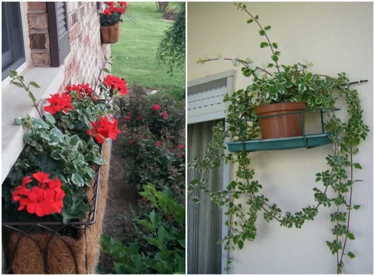 Kadidlová rastlina proti komárom na severnom balkóne