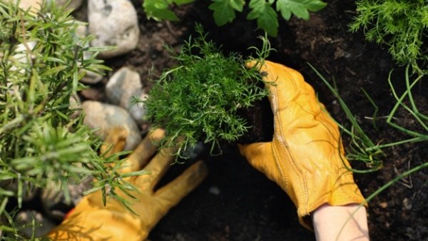 Záhradníctvo Pád stálezelených rastlín vkladanie kompostovacích hnojív