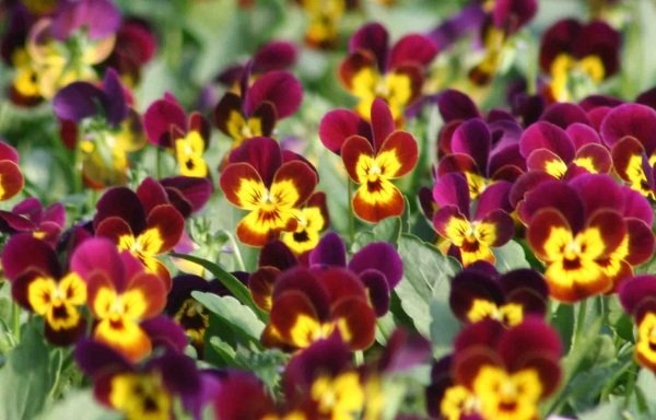 Maceška, kvetinová záhrada- nápady na pestovanie na jeseň