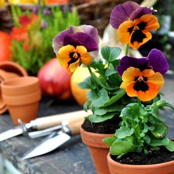 Hibernácie macešky v kvetináčoch - nápady na zimnú záhradu