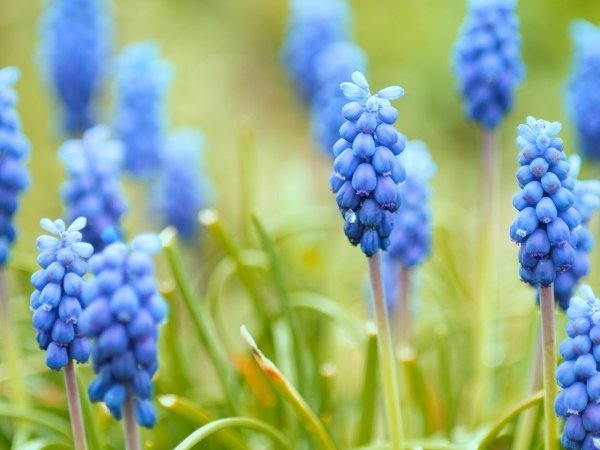 Hroznový hyacint v jesenných výsadbách-hobby záhradnícke záhradné rastliny