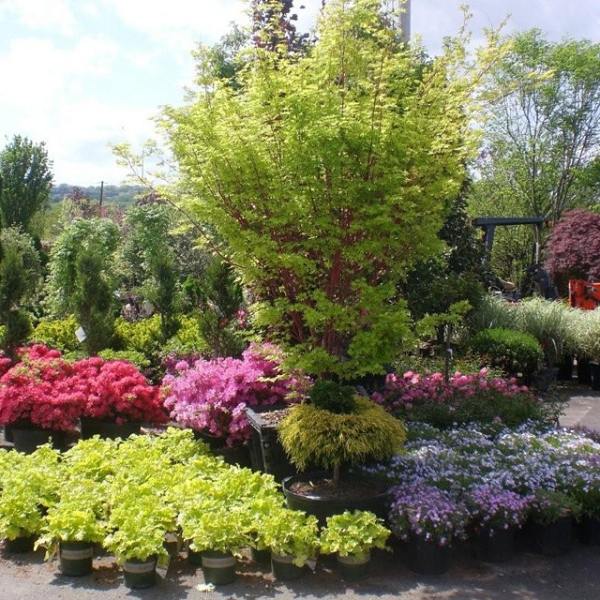 Kríky stromov padajú Nápady na záhradu-odolné druhy kvetov Jarné kvety