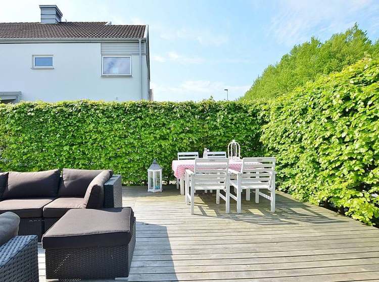 Rastliny ako živý plot na ochranu súkromia-terasa-hrab