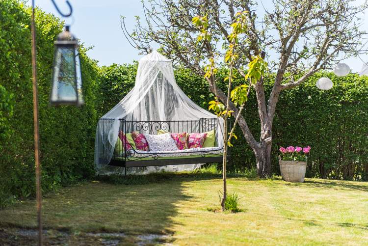 Rastliny ako obrazovka súkromia susedovi živý plot vždyzelené mrazuvzdorné mrazuvzdorné pokojné