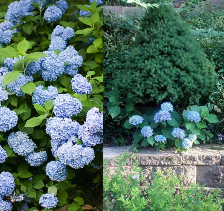 Hortenzie pod borovicami vysádzajú kríky do tieňa