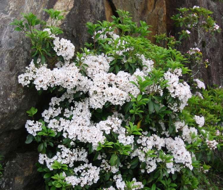 Vysádzanie vavrínu pod stromy vyberajte kríky pre tieň