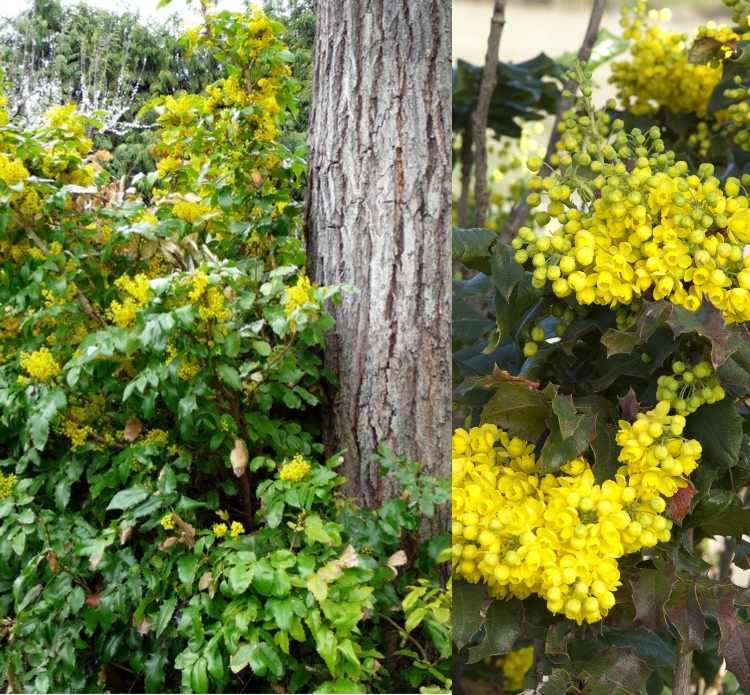 Kríky, ktoré rastú pod stromami, bežne hrajú oregonské hrozno