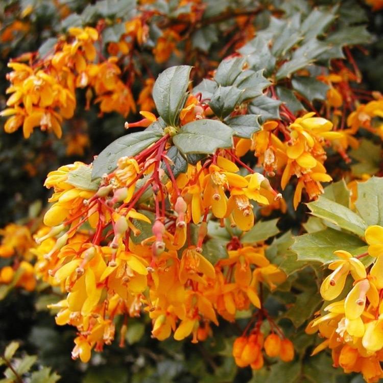 Stálezelené podsadby stromov čučoriedky