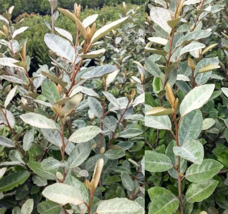 Stálezelené podsadby stromov_ Olivová vŕba