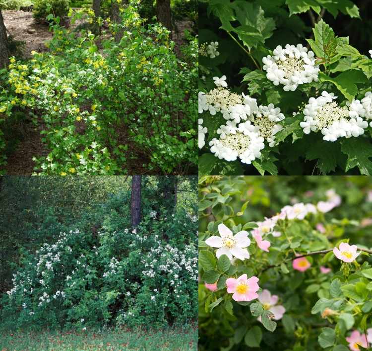 Ktoré kríky rastú pod dubmi Alpy ríbezle a psie ruže a chumáče ruže a sneh