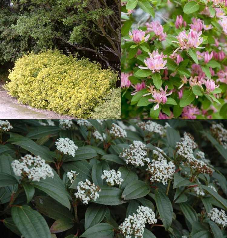 Aké kríky rastú pod bukovým vretenom Bush viburnum zimolez