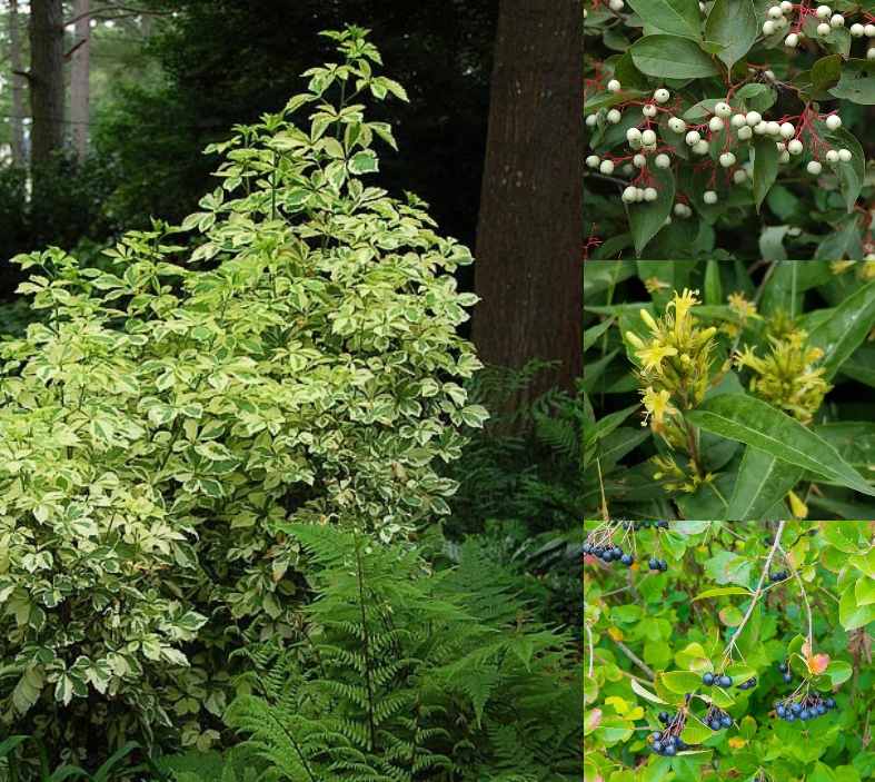 Aké kríky rastú pod jedľami pod smrekmi