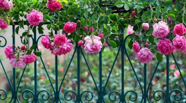 kovový plot záhradný plot-tradičné popínavé ruže kovový plot záhradný plot-chov tradičných popínavých rastlín