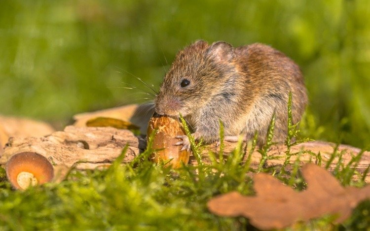 Hraboše odchádzajú v záhrade bez jedu